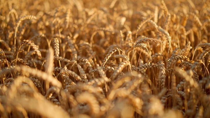Golden Wheat Sways Under the Warm Summer Sun