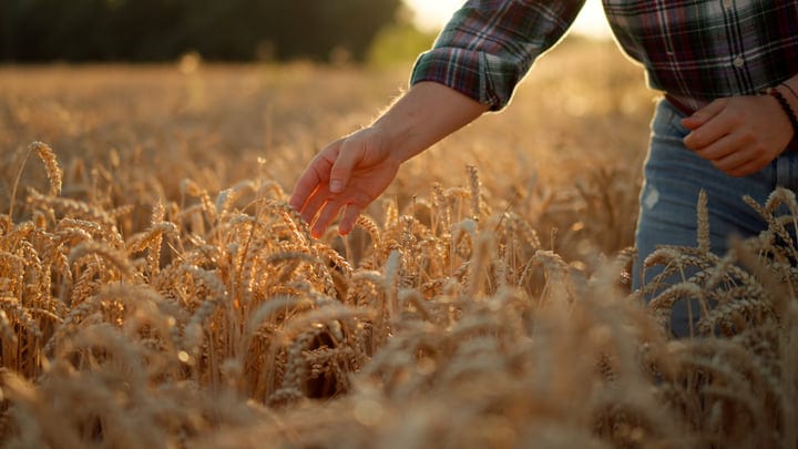 Golden Grains Whispering Secrets To A Farmer's Touch