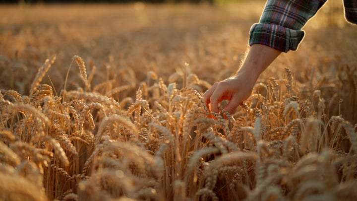 Golden Harvest: A Farmer's Gentle Touch