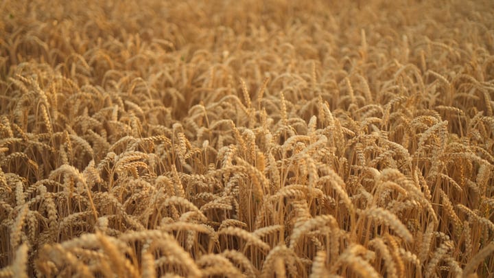 Golden Wheat Waves Dance In The Summer Breeze