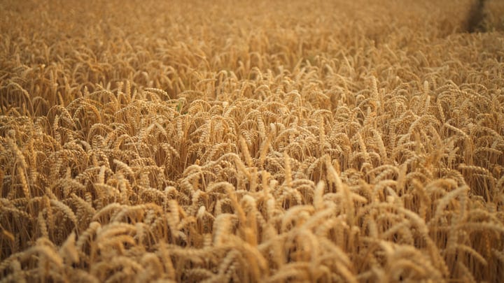 Golden Wheat Waves Dance Under The Summer Sun
