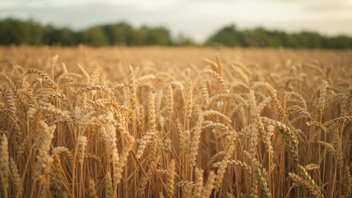 Golden Wheat Fields Sway Under A Soft Autumn Breeze