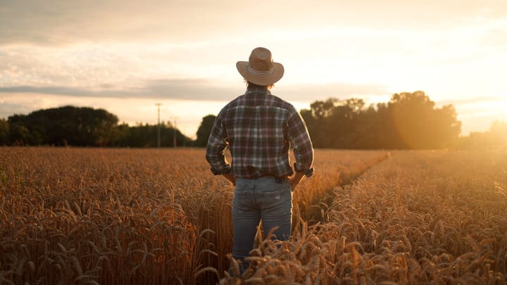 Golden Hour Reflections In A Wheat Field Landscape