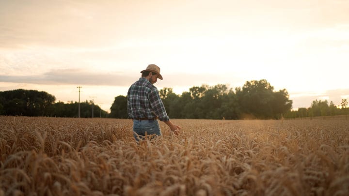Farmer Inspects Wheat Field Under The Setting Sun