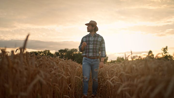 Sunset Walk Through Golden Fields With A Farmer