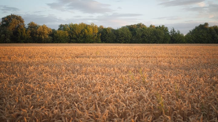 Golden Wheatfield Under a Vast Blue Sky at Dusk