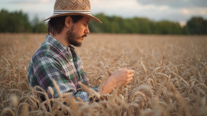 Farmer Examines Wheat Field With Digital Tablet