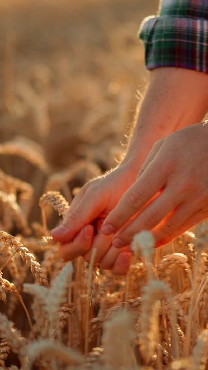 Hands Gently Caressing Golden Wheat Grains At Sunset