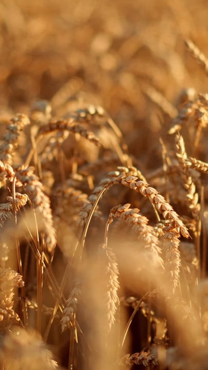 Golden Wheat Fields Under Soft Morning Light
