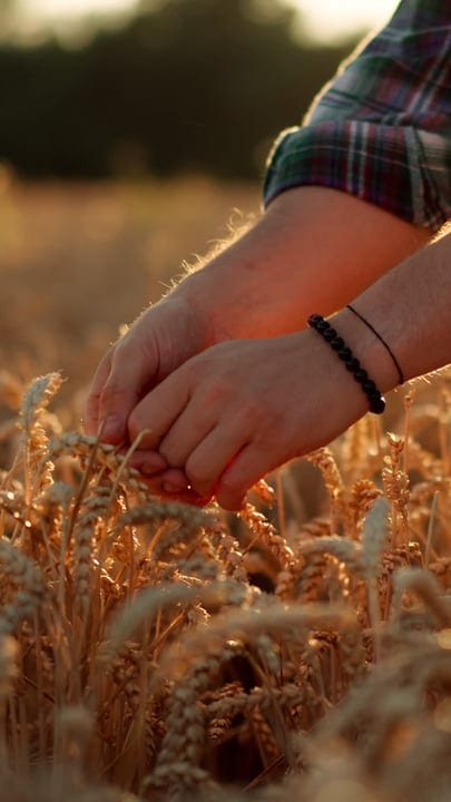 Hands Gently Cradle Wheat Stalks in Golden Field