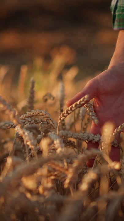 Golden Wheat Harvest in the European Countryside