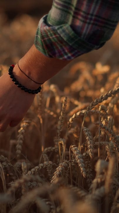 A Farmer's Hand Grazes Golden Wheat Fields