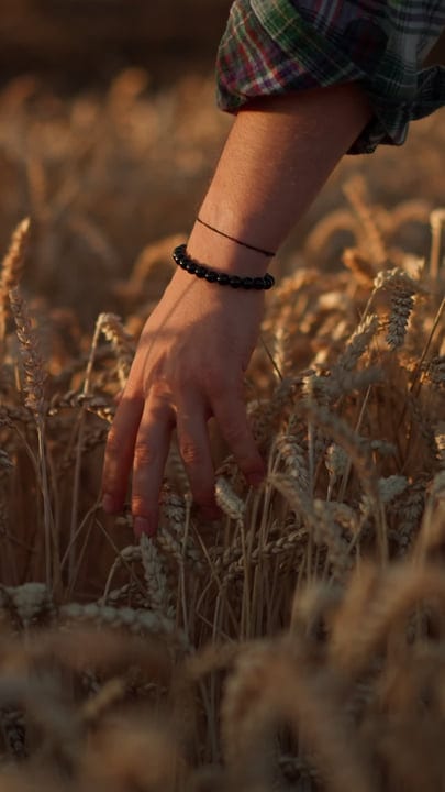 A Farmer's Hand Brushes Golden Wheat Stalks at Dusk