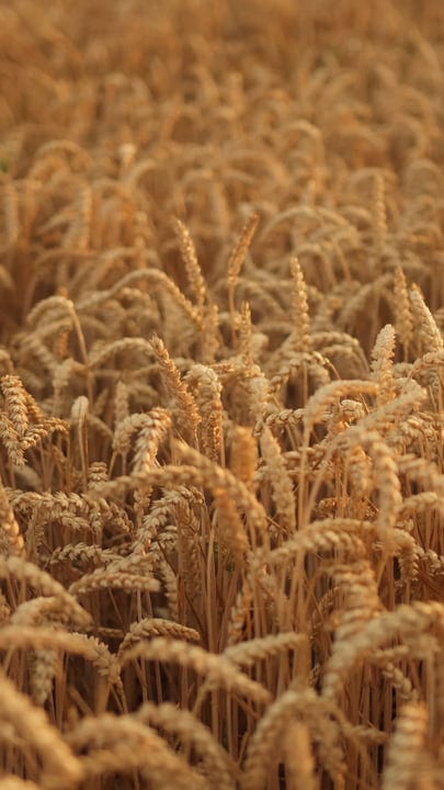 Golden Wheat Sways Gently In the Summer Breeze
