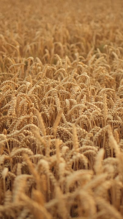 Golden Wheat Waves Whispering In The Breeze
