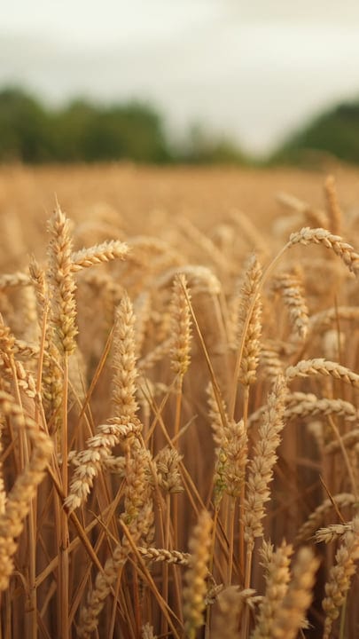 Golden Wheat Fields Swaying Under a Gentle Breeze