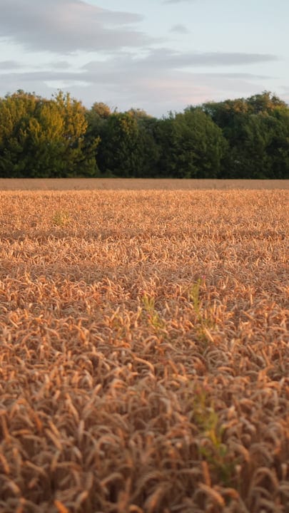 Golden Wheat Field Under a Tranquil Evening Sky