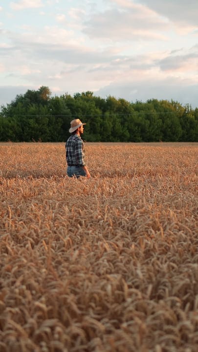 A Farmer Stands Thoughtfully Amidst Golden Fields