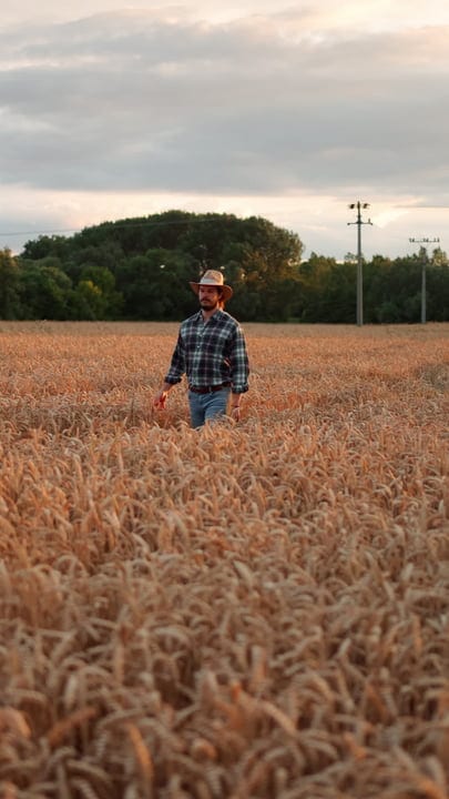 A Farmer Strolls Through Golden Wheat Fields