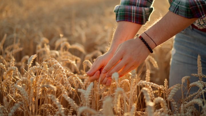 Hands Gently Cradling Wheat in Golden Light