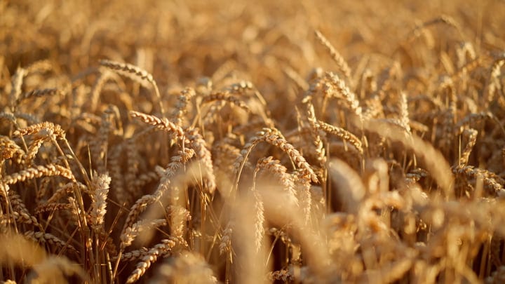 Golden Wheat Fields Dance in the Autumn Sunlight