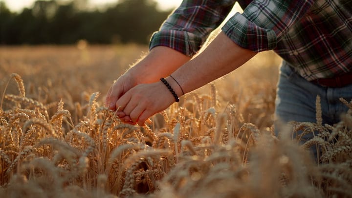 Harvest Time: Hands Gently Inspecting Golden Wheat