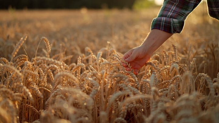 Golden Harvest: A Farmer Inspects Wheat at Dusk