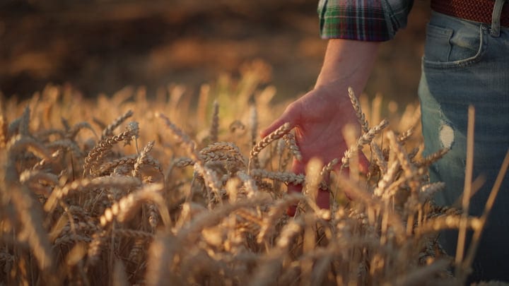 Warm Sunset Light On Farmer's Hand In Wheat Field