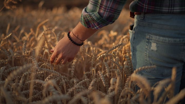 A Farmer Gently Inspects Wheat Under Golden Light