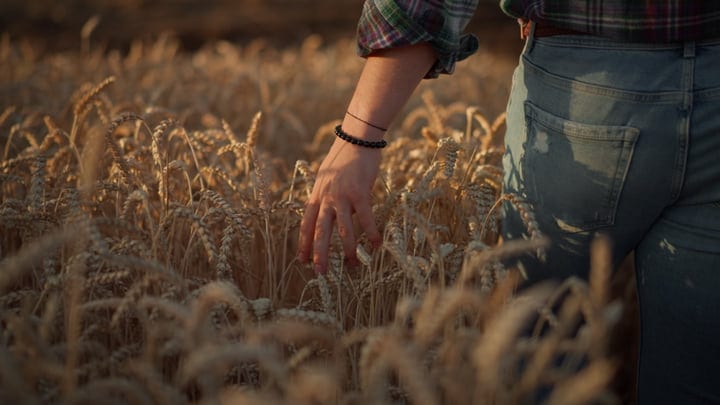 Hands Brush Against Golden Wheat In Evening Light