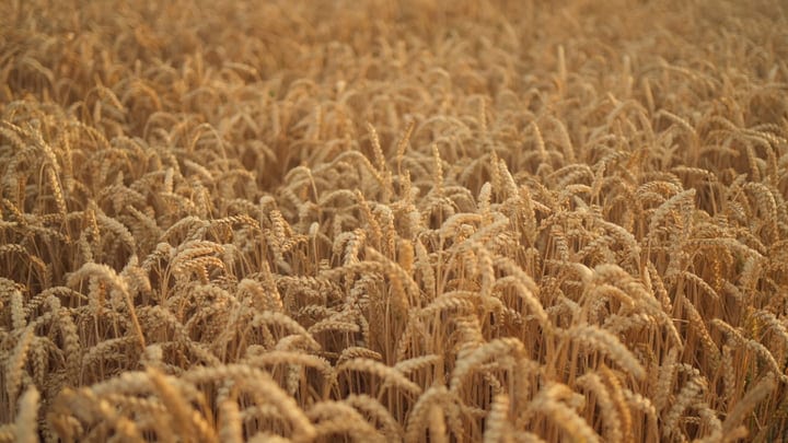 Golden Wheat Fields Under the Soft Morning Light