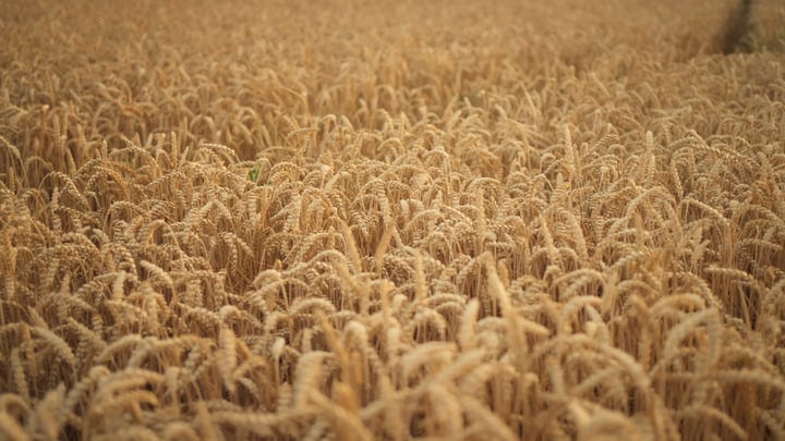 Golden Waves of Wheat Dance in the Breeze