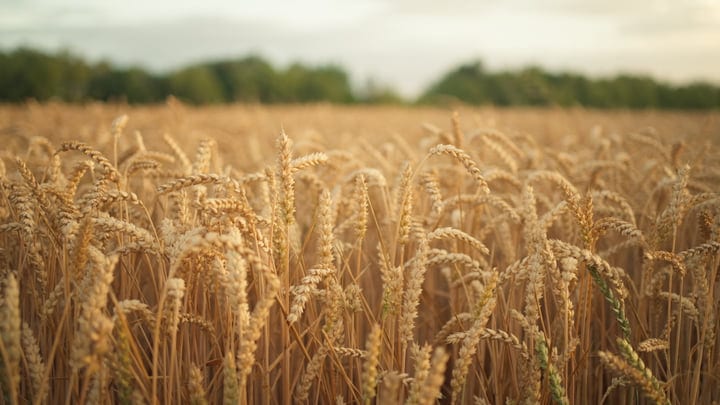 Golden Wheat Waves Underneath a Gentle Summer Breeze