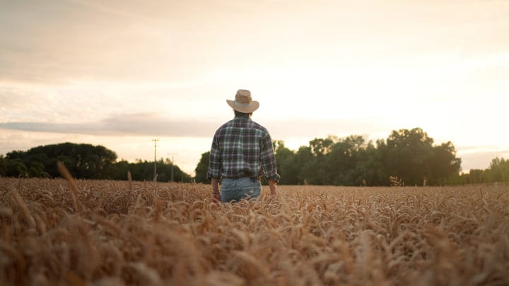 A Farmer Stands Reflectively In The Golden Wheat Field