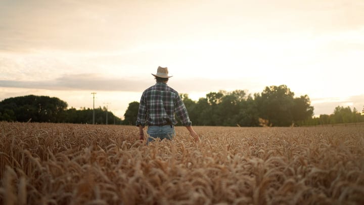 A Farmer Walks Through Golden Wheat Fields at Dusk