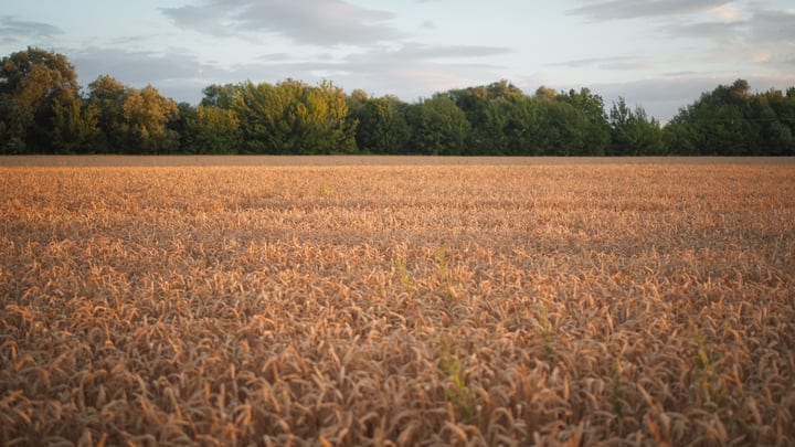 Golden Wheat Fields Under a Tranquil Evening Sky