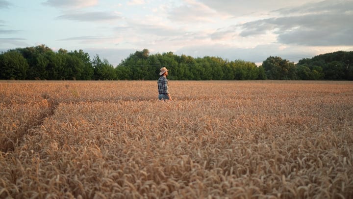 A Farmer Strolls Through Golden Wheat Fields at Dusk