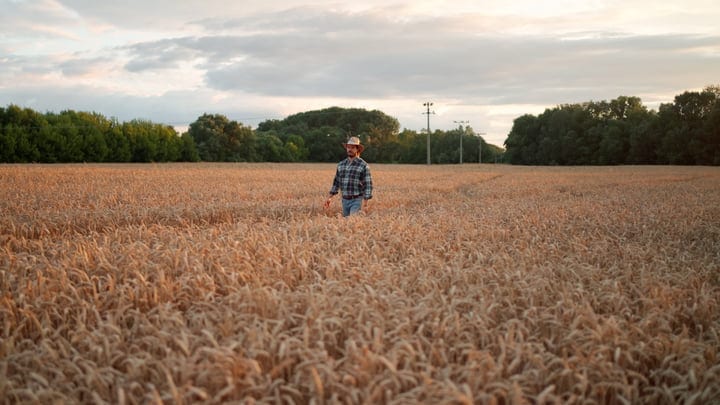 Farmer Paces Through Golden Wheat Field At Dusk