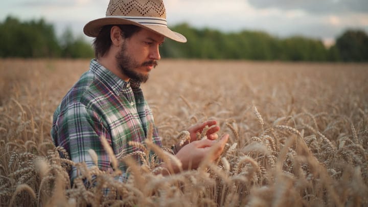 A Farmer Inspects Wheat Fields With Modern Technology