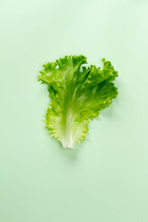 Crisp Lettuce Leaf on a Pastel Green Canvas