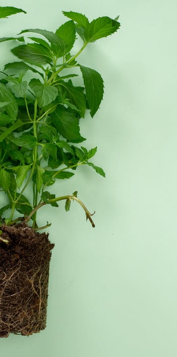 Herbaceous Roots and Leaves on Pastel Green Background