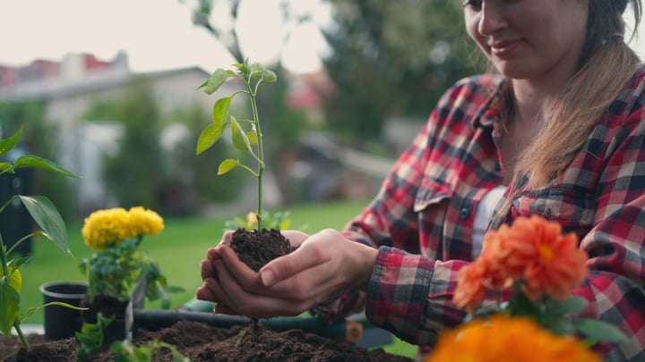 Nurturing New Growth In A Sunlit Garden Setting