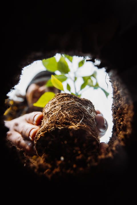 Hands Nurture a Seedling in Earthy Embrace