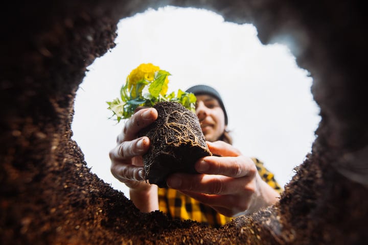 Gardener's Hands Embrace Nature With A New Plant