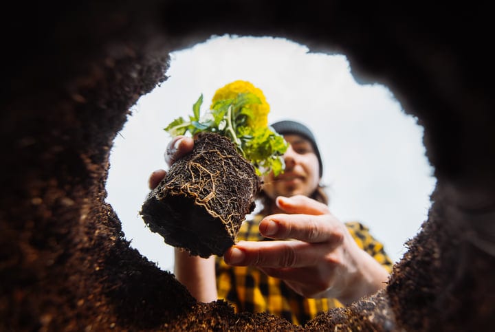 A Gardener’s Hand Reaches Toward Growth In Spring Soil