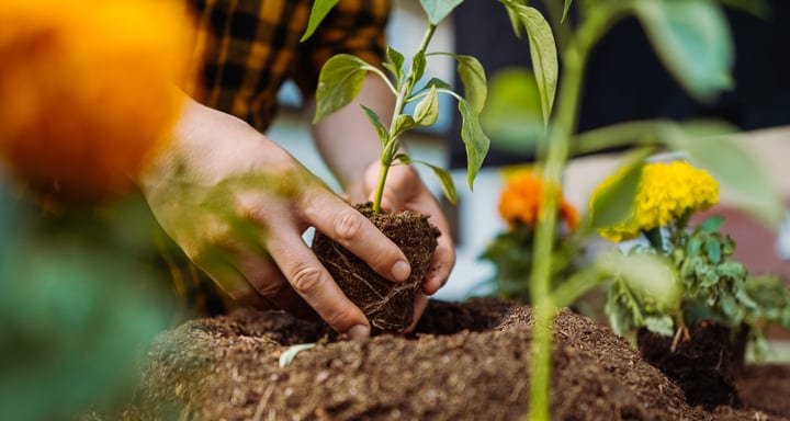 Hands Carefully Planting Seedlings in Rich Earth