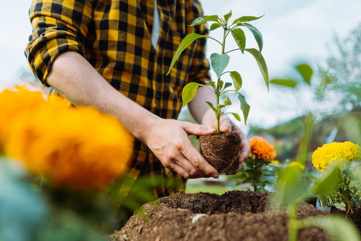 Hands Embrace New Growth In A Vibrant Garden