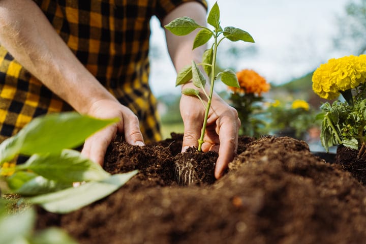 Hands Gently Cradling Young Plant in Vibrant Garden