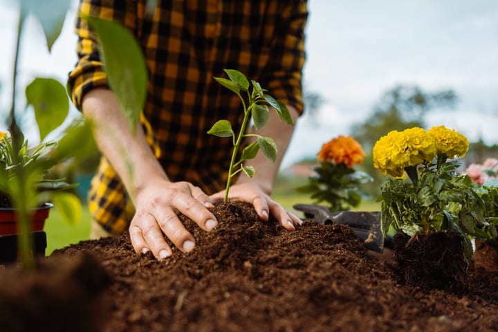 Hands Nurture New Growth In Vibrant Garden Scene