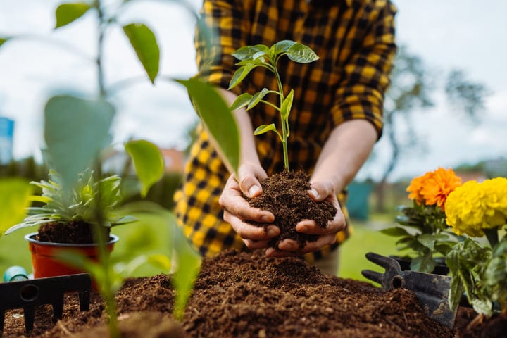 Hands Cradle New Life In Vibrant Garden Scene
